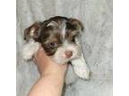 Yorkshire Terrier Puppy for sale in Harrison, AR, USA