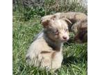 Miniature Australian Shepherd Puppy for sale in Eden Valley, MN, USA