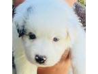 Australian Shepherd Puppy for sale in Palm Coast, FL, USA