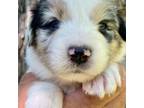 Australian Shepherd Puppy for sale in Palm Coast, FL, USA