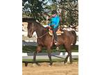 Big Gentle Gelding - rides and drives