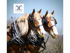 Belgian Draft Horse Team for SALE