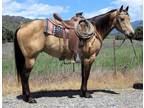 7 Year Old 15+ Hand Buckskin Gelding ***Video***