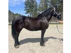 Bombproof Percheron mare