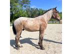 Bay roan Qh cross