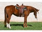 GENTLE & SAFE AQHA Sorrel Gelding-Team Rope-Trail Ride-Pen Rope-Ranch Work