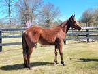 Rodeo Prospect- Bay Filly "Oswalds Blazin Vista"