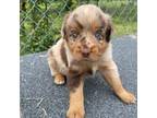 Miniature Australian Shepherd Puppy for sale in Canton, TX, USA