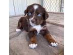 Miniature Australian Shepherd Puppy for sale in Canton, TX, USA