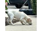 Labrador Retriever Puppy for sale in Gastonia, NC, USA