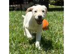 Labrador Retriever Puppy for sale in Gastonia, NC, USA