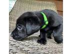 Labrador Retriever Puppy for sale in Gastonia, NC, USA