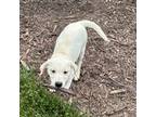 Labrador Retriever Puppy for sale in Gastonia, NC, USA