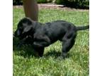 Labrador Retriever Puppy for sale in Gastonia, NC, USA