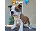 Boston Terrier Puppy for sale in San Antonio, TX, USA