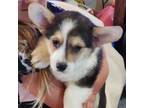 Pembroke Welsh Corgi Puppy for sale in Hunnewell, MO, USA