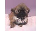 Shih Tzu Puppy for sale in Lake Elsinore, CA, USA