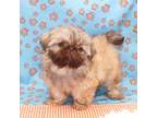 Shih Tzu Puppy for sale in Lake Elsinore, CA, USA