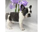 French Bulldog Puppy for sale in Dysart, IA, USA