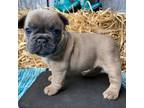 French Bulldog Puppy for sale in Dysart, IA, USA