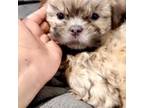 Shih Tzu Puppy for sale in Seattle, WA, USA