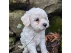 Mutt Puppy for sale in Millbury, MA, USA