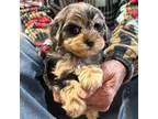 Cavalier King Charles Spaniel Puppy for sale in Fritch, TX, USA