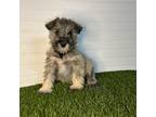 Schnauzer (Miniature) Puppy for sale in Constantine, MI, USA
