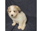 Great Pyrenees Puppy for sale in Anna, IL, USA