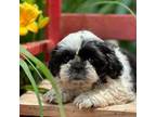 Shih Tzu Puppy for sale in Ava, MO, USA