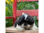 Shih Tzu Puppy for sale in Ava, MO, USA