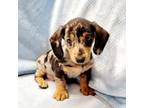 Dachshund Puppy for sale in Guthrie, KY, USA