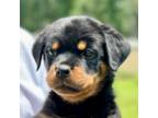 Rottweiler Puppy for sale in Liberty, MS, USA