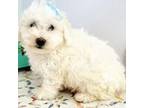 Bichon Frise Puppy for sale in Lebanon, MO, USA