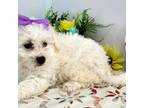 Bichon Frise Puppy for sale in Lebanon, MO, USA