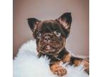French Bulldog Puppy for sale in Elysburg, PA, USA