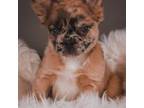 French Bulldog Puppy for sale in Elysburg, PA, USA