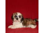 Shih Tzu Puppy for sale in Wildwood, FL, USA