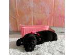 Chiweenie Puppy for sale in Trenton, NC, USA