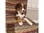 Australian Shepherd Puppy for sale in Dallas, TX, USA