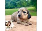 Dachshund Puppy for sale in Alto, TX, USA