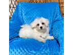 Maltese Puppy for sale in Red House, WV, USA