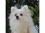 Pomeranian Puppy for sale in West Palm Beach, FL, USA