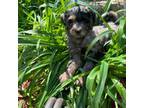 Mutt Puppy for sale in Gastonia, NC, USA