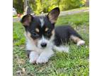 Pembroke Welsh Corgi Puppy for sale in Horton, AL, USA