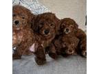 Red Toy Poodle PUPPY!