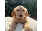 Goldendoodle Puppy for sale in Diamond Bar, CA, USA