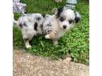 Miniature Australian Shepherd Puppy for sale in Temple, TX, USA