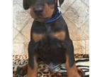 Doberman Pinscher Puppy for sale in Paradise, TX, USA