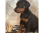 Doberman Pinscher Puppy for sale in Paradise, TX, USA